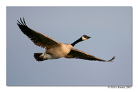 peter_canada_goose_7