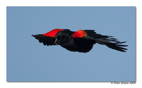 Red-winged Blackbird