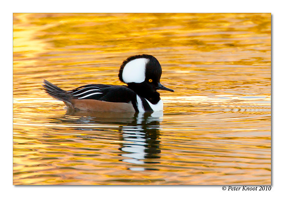 Hooded Merganser