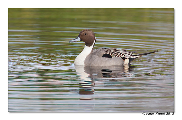 Northern Pintail