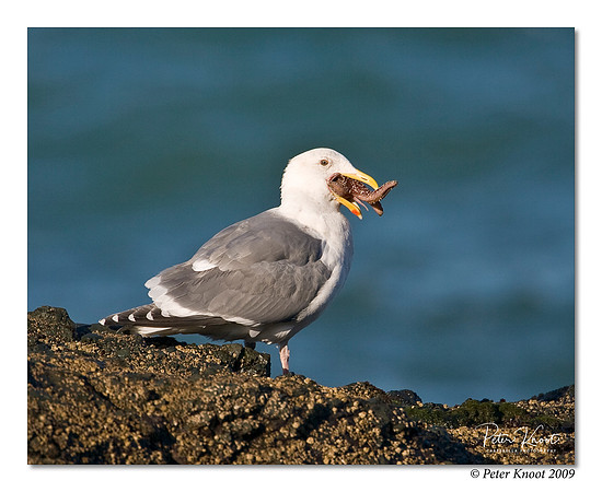 Herring Gull