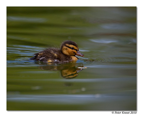 Mallard