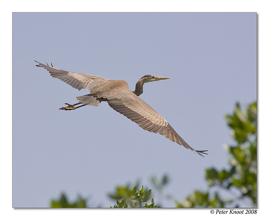 Great Blue Heron