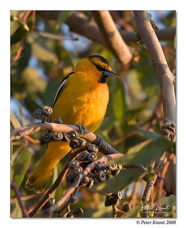 Bullock's Oriole