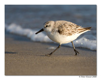 Sanderling