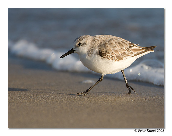 Sanderling