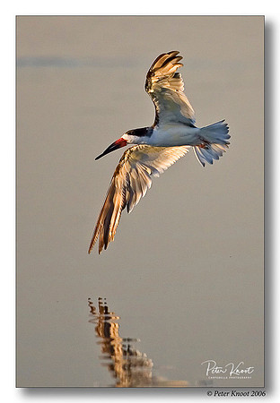 Black Skimmer