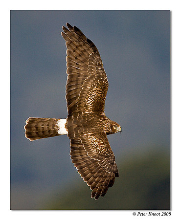 Northern Harrier