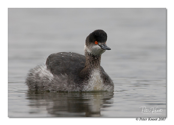 Horned Grebe