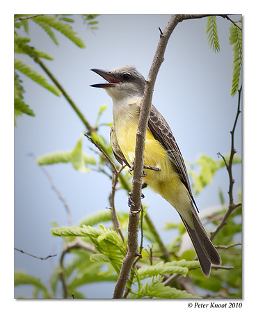 Tropical Kingbird