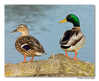 peter_mallard_4