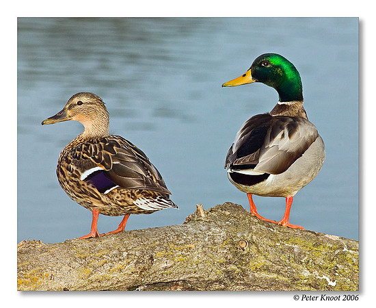 peter_mallard_4