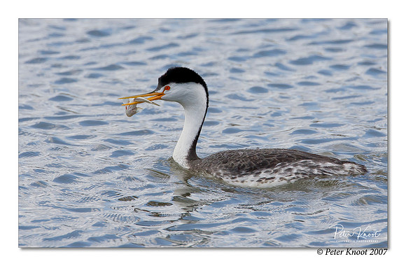 Clark's Grebe