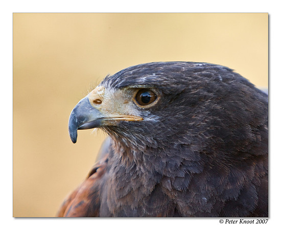 Harris' Hawk