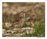 Savannah Sparrow