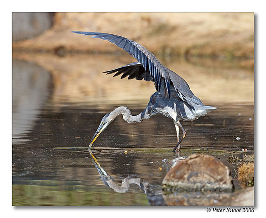 Great Blue Heron