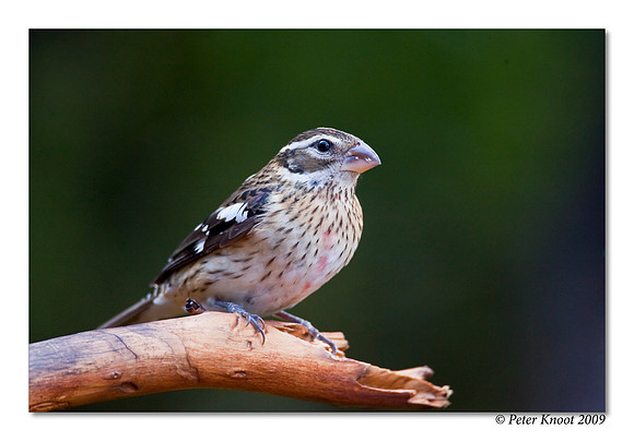 Rose-breasted Grosbeak