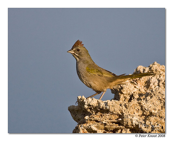 Green-tailed Towhee