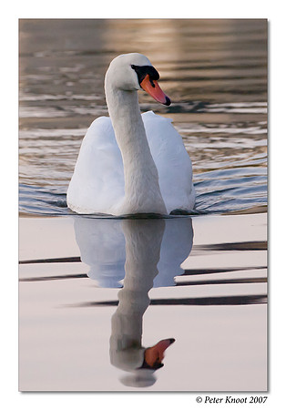 Mute Swan