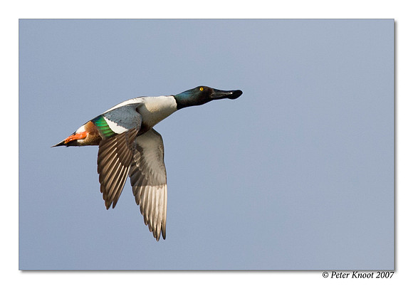 peter_northern_shoveler_17