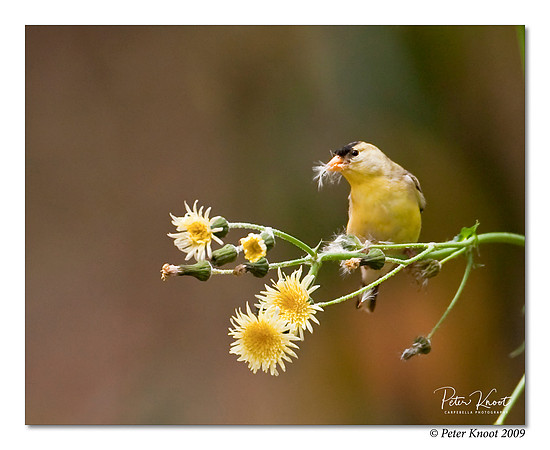 American Goldfinch