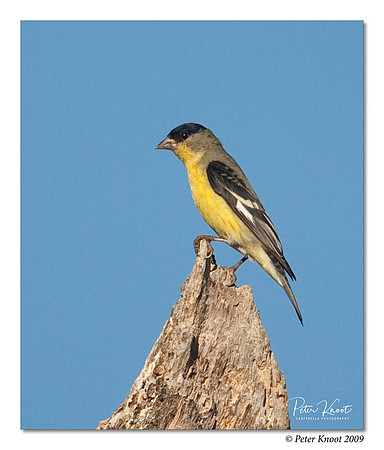 Lesser Goldfinch