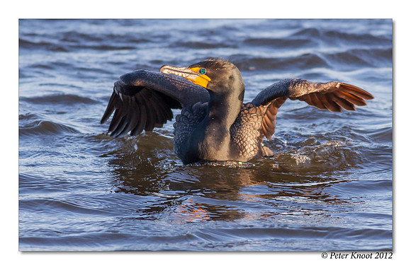 Double-crested Cormorant