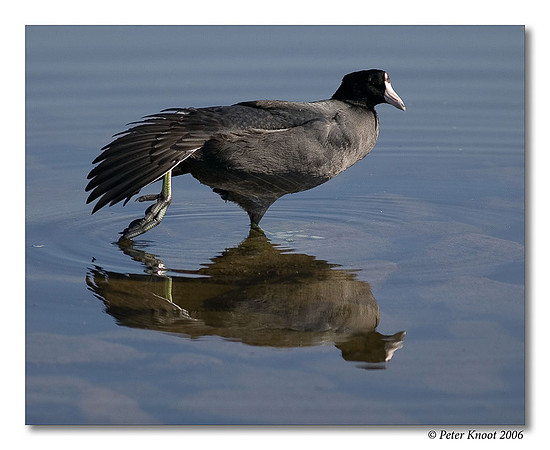 American Coot