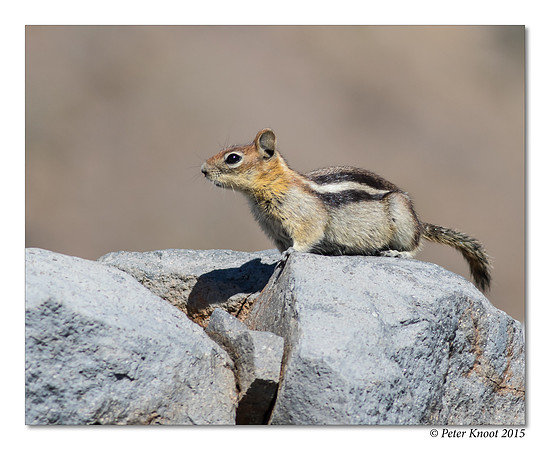 Golden-mantled Ground Squirrel