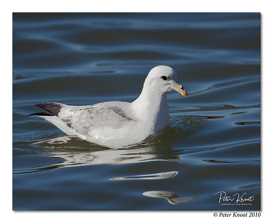 Northern Fulmar