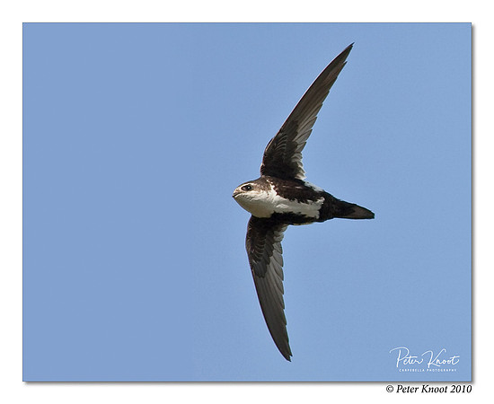 White-throated Swift