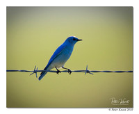 Mountain Bluebird