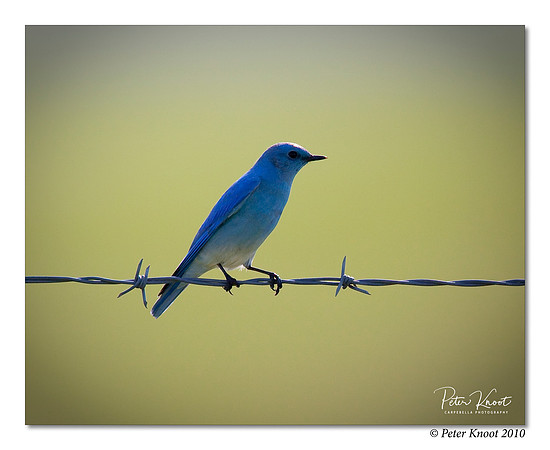 Mountain Bluebird