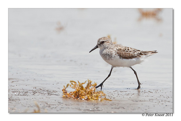 Semi-palmated Sandpiper