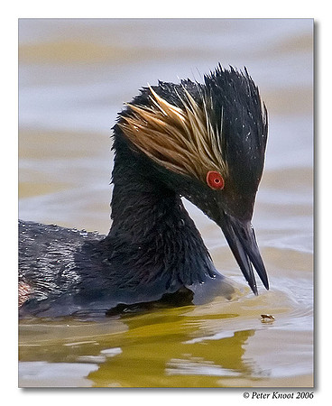 Eared Grebe