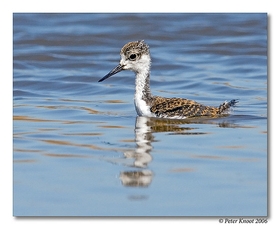 Black-necked Stilt