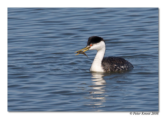 Western Grebe