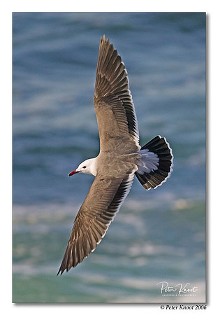 Heermann's Gull