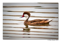 White-cheeked Pintail