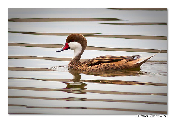 White-cheeked Pintail