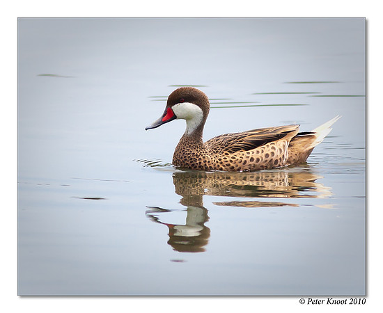 White-cheeked Pintail
