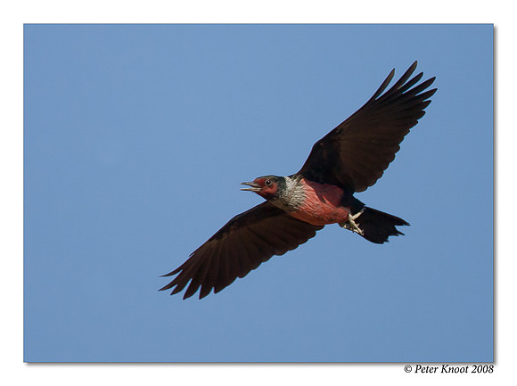 Lewis's Woodpecker