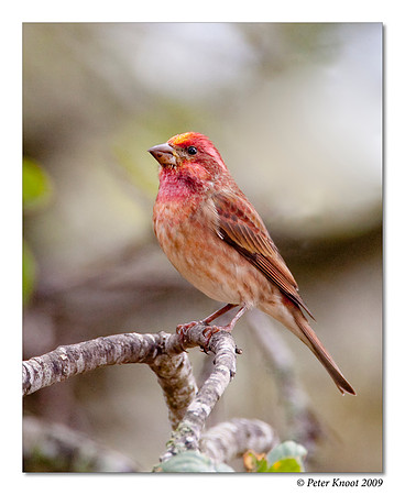 Purple Finch