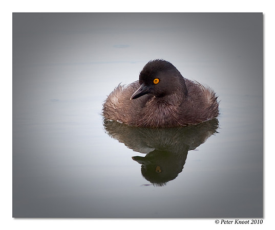 Least Grebe