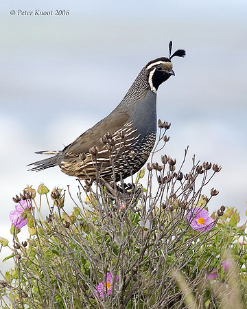 California Quail