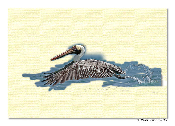 Brown Pelican
