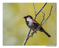 House Sparrow