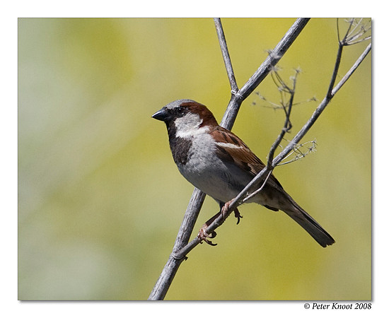 House Sparrow