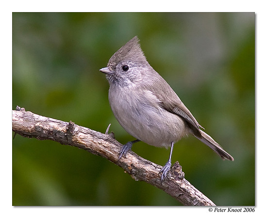Oak Titmouse