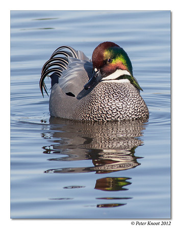 Falcated Duck